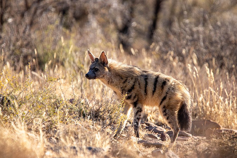 Aardwolf in Namibia.