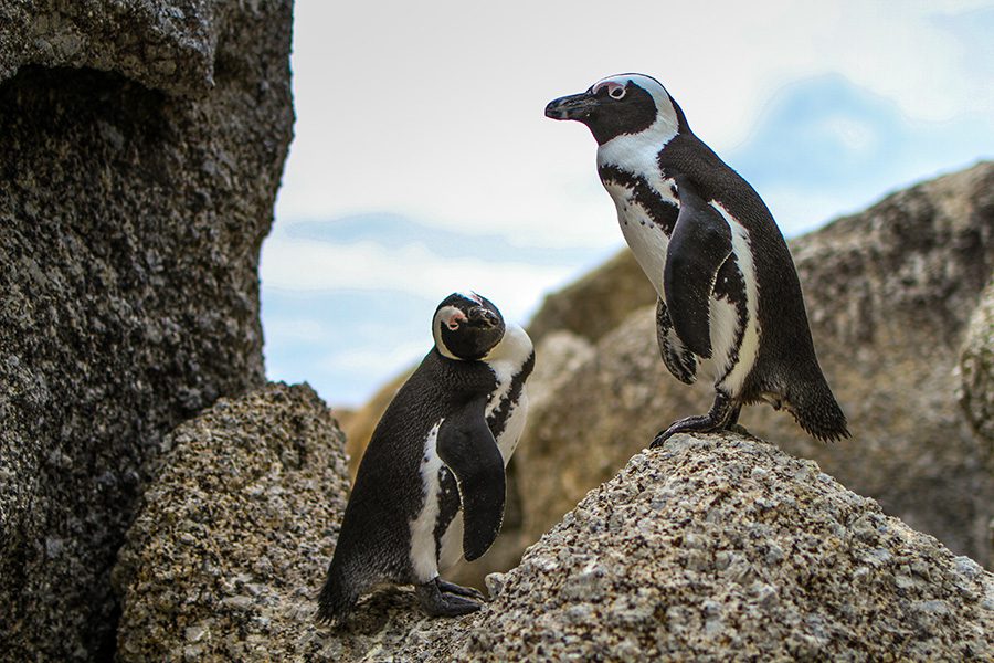 Two African penguins on rocks near the coast of Namibia.