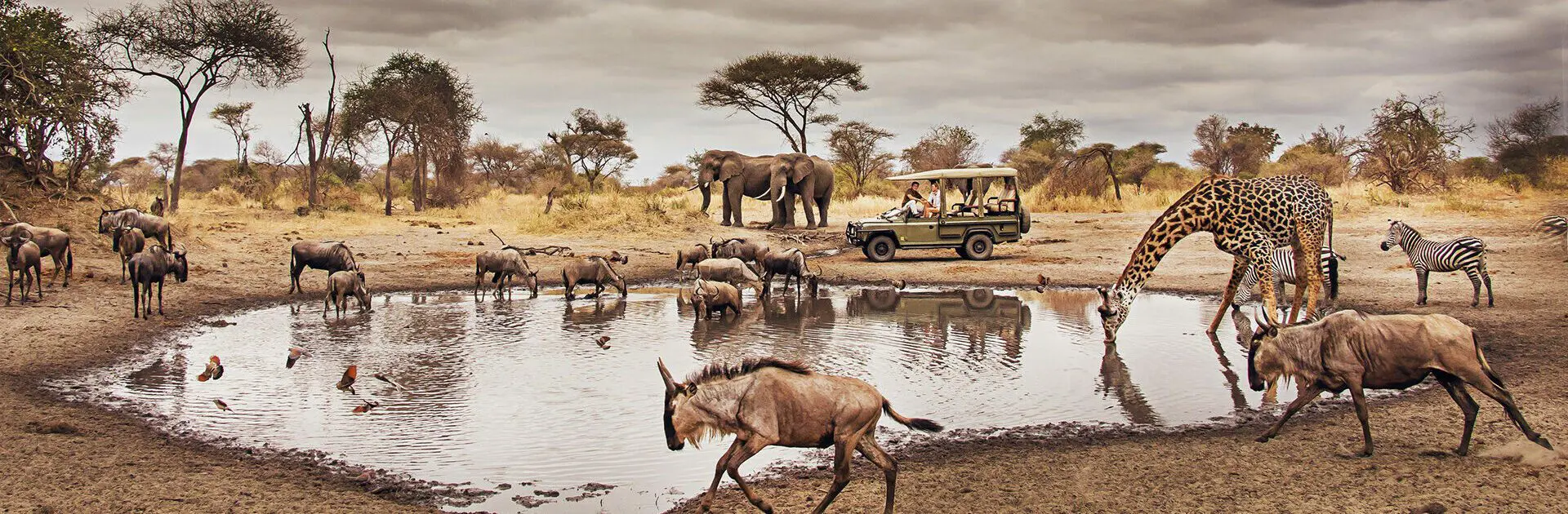 Banner-Forest-Chem-Chem-The-home-of-slow-safari