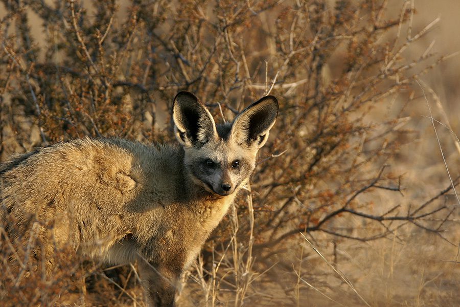 Bat-eared fox in Namibia.