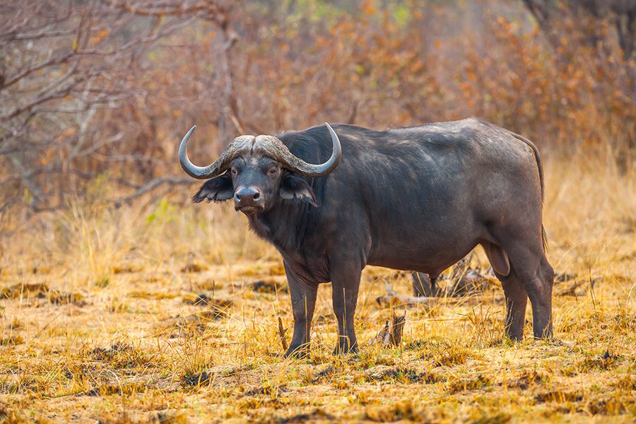 Cape buffalo in Namibia.