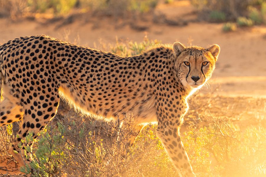 Cheetah in Namibia.