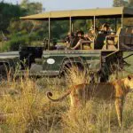 Descubra los animales más salvajes de África en el Parque de South Luangwa, Zambia.