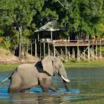 Elefante frente a Chindeni Bushcamp.