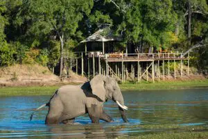Elefante frente a Chindeni Bushcamp.