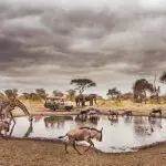 Tarangire National Park is rife with wildlife, earning it a title as the 
