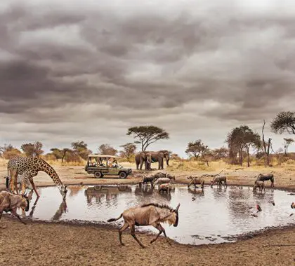 En el Parque Nacional de Tarangire abunda la vida salvaje, lo que le ha valido el título de 