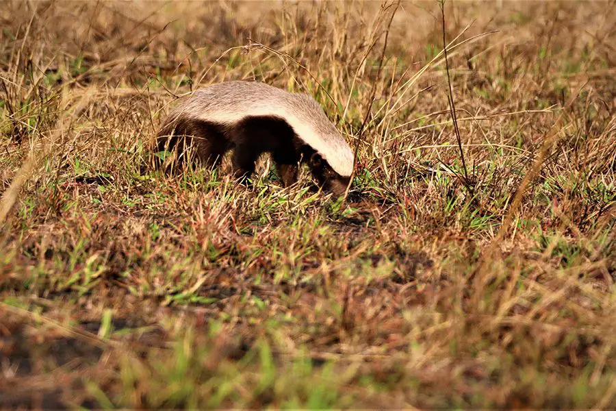 Honey badger in the grasslands of Namibia.