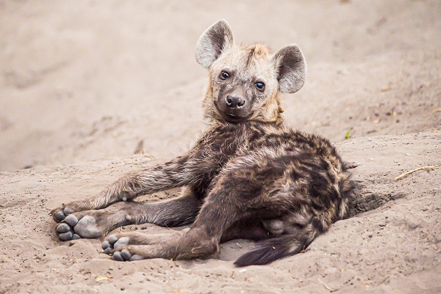 Spotted hyena pup in Namibia.
