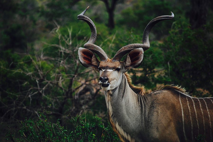 Kudu in Namibia.