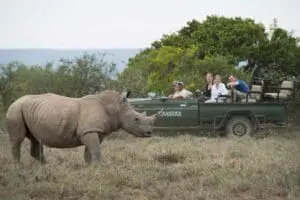 Conservación del rinoceronte en peligro en la Reserva Privada de Kwandwe. 