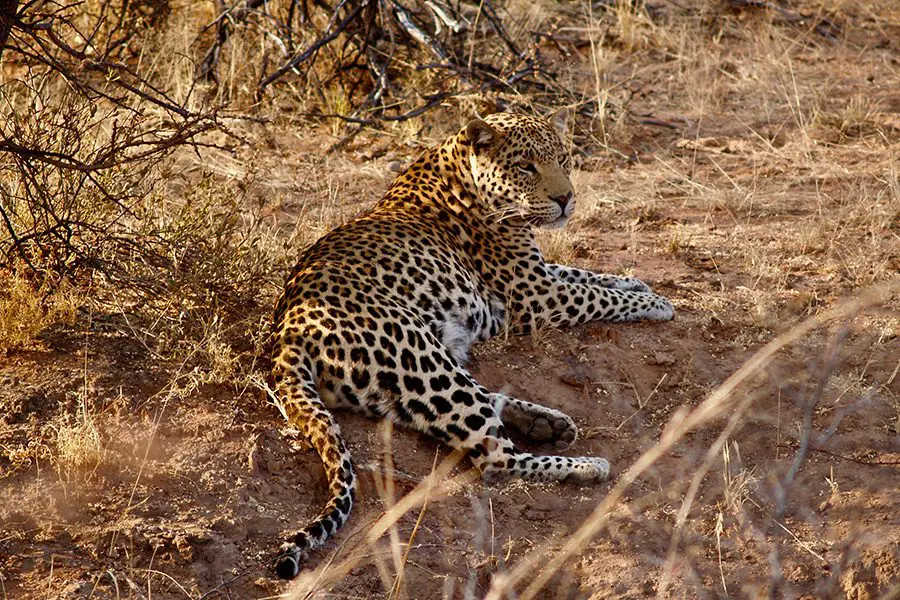 Leopard lying on the ground in Namibia.