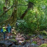 Dé largos paseos guiados por el bosque. 