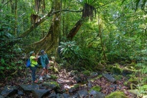 Dé largos paseos guiados por el bosque. 