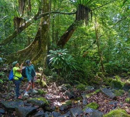 Take long guided walks through the forest. 