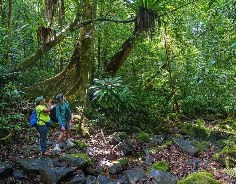 Take long guided walks through the forest. 