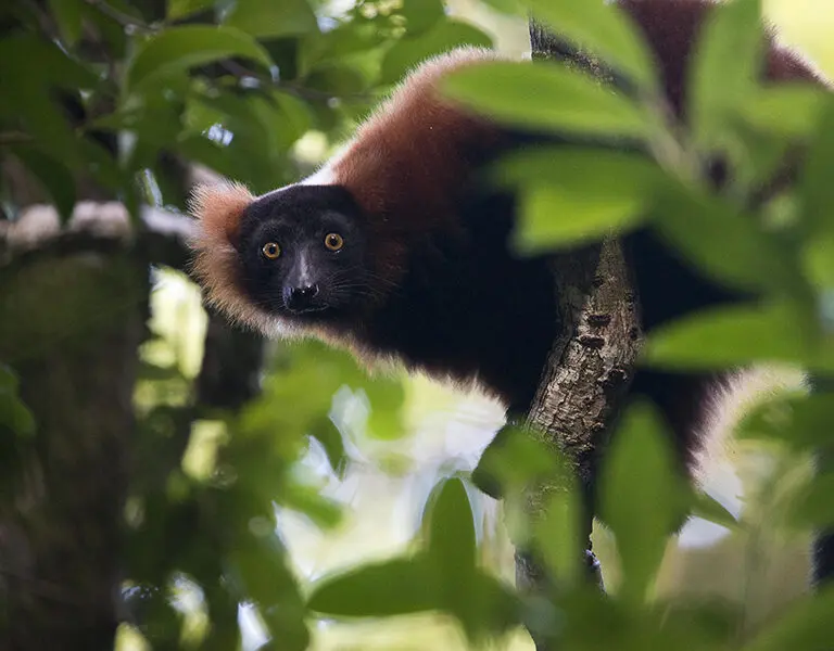 Spot lemurs in trees. 