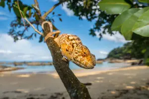 A great sighting of a panther chameleon. 