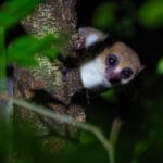 Excepcionales encuentros con la fauna salvaje. 