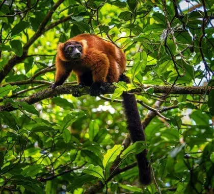 Spot lemurs in the forest. 