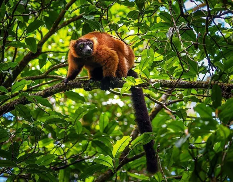 Spot lemurs in the forest. 