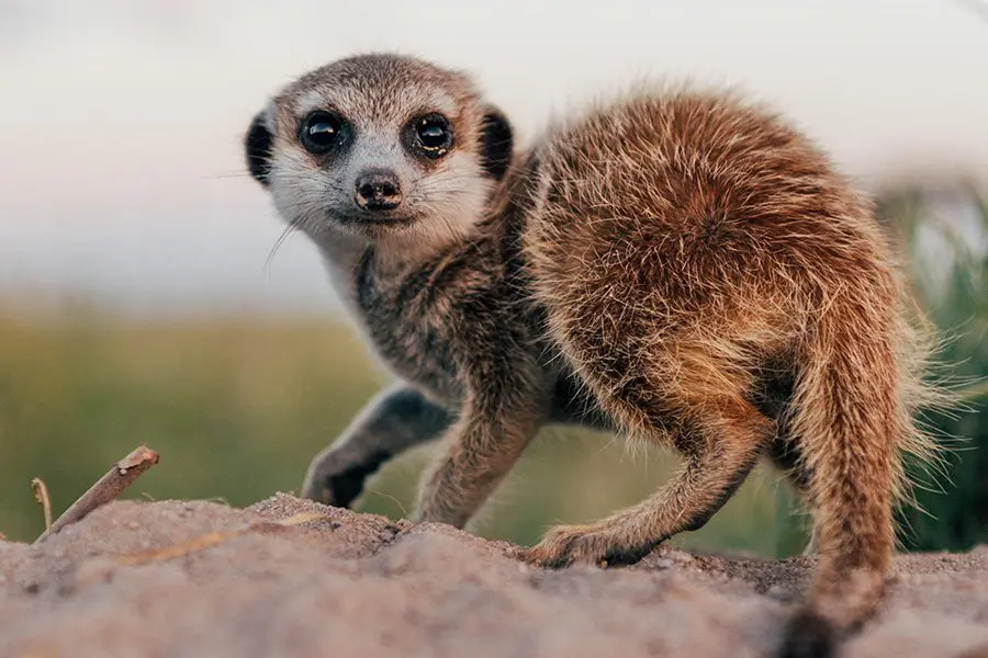 Meerkat standing on a rock.