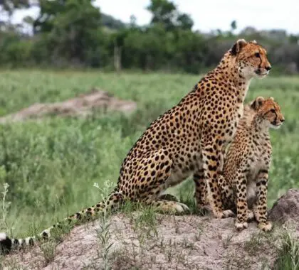 Cheetahs in the Northern Okavango.