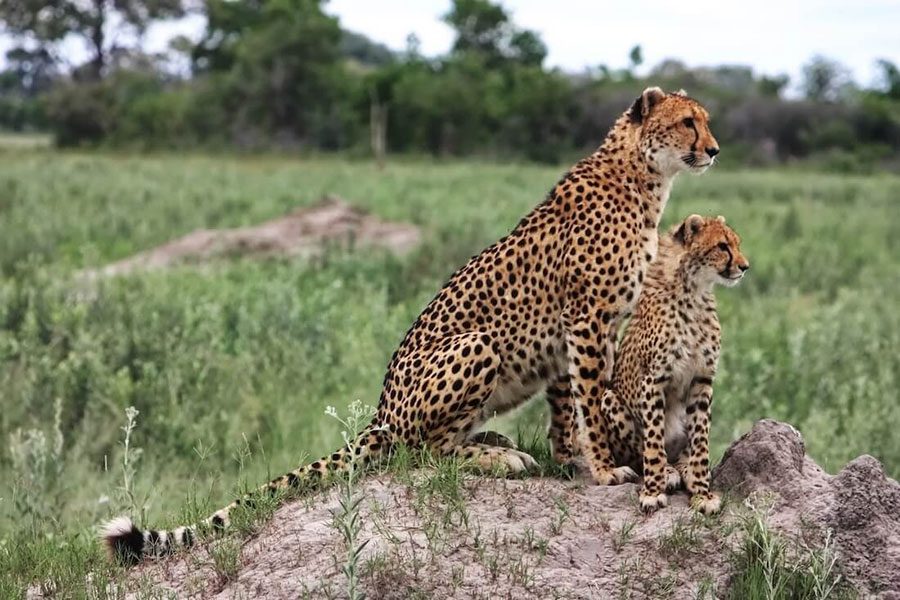 Cheetahs in the Northern Okavango.