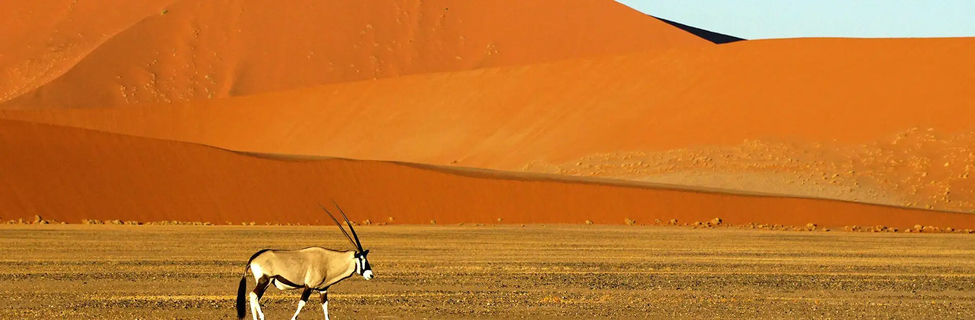 Oryx walks between the dunes of Namibia.