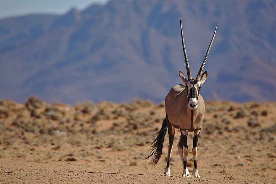 Oryx in Namibia.