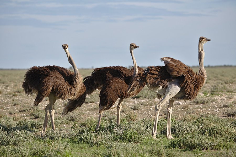 Three ostriches in Namibia.