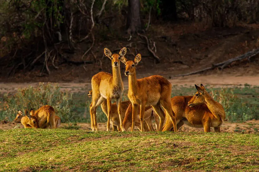 Group of puku in Namibia.