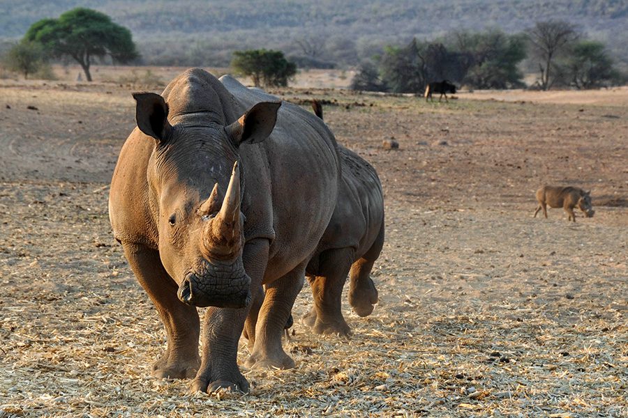 Rhino in Namibia.