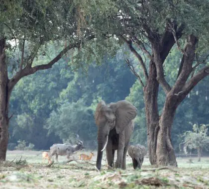 shawa-luangwa-a-typical-luangwa-scene-banner