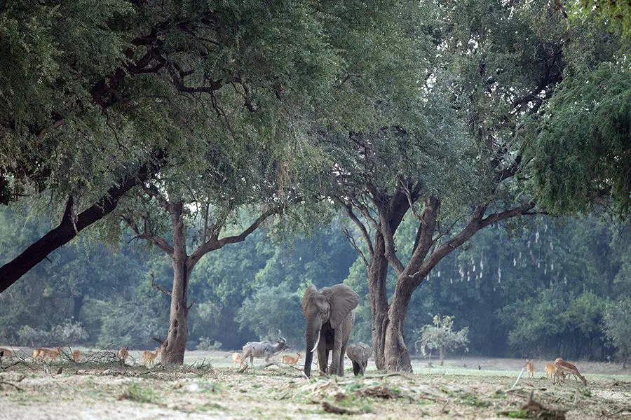 shawa-luangwa-une-scène-typique-de-luangwa