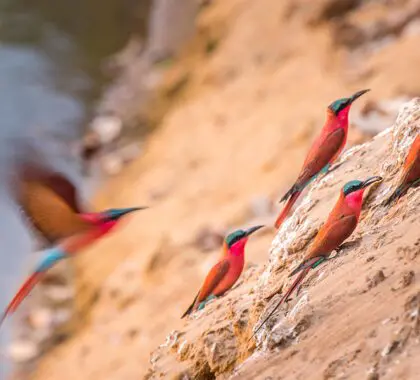 Famous Carmine Bee Eaters nesting