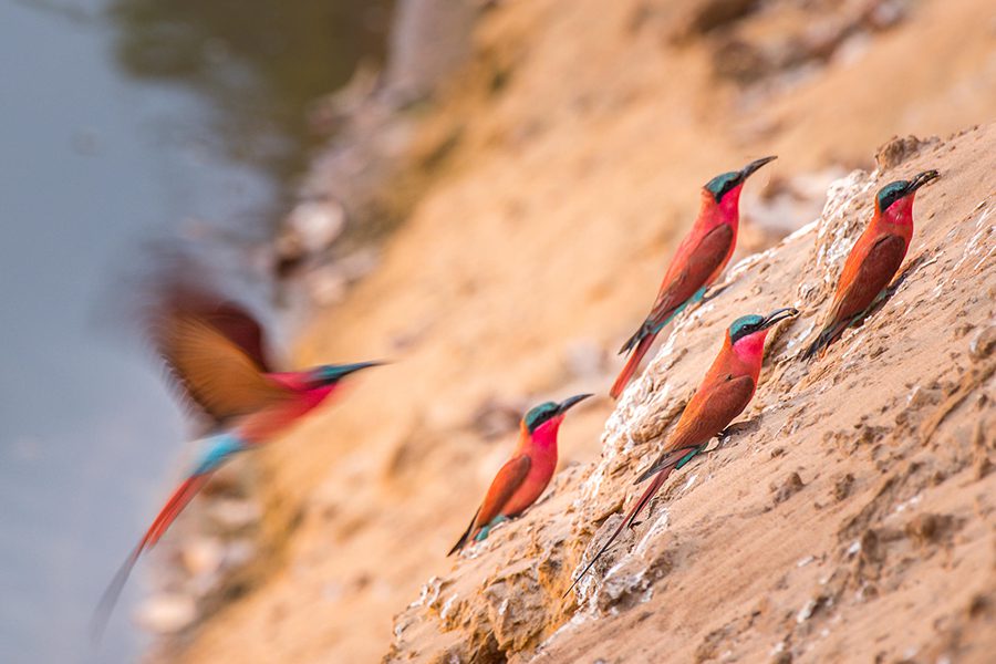 Famous Carmine Bee Eaters nesting