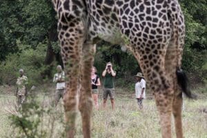 Los safaris a pie crean recuerdos emocionantes 