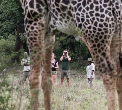 Walking safaris create exciting memories 