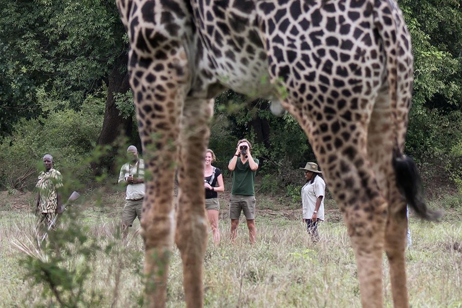 Walking safaris create exciting memories 