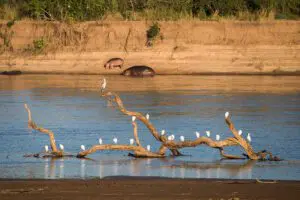 Vida fluvial