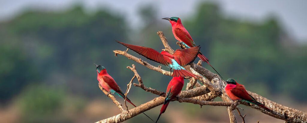 Five southern carmine bee eaters perched on a branch in South Luangwa National Park | Go2Africa