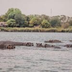 El río bulle de vida, incluidos grupos de hipopótamos. 
