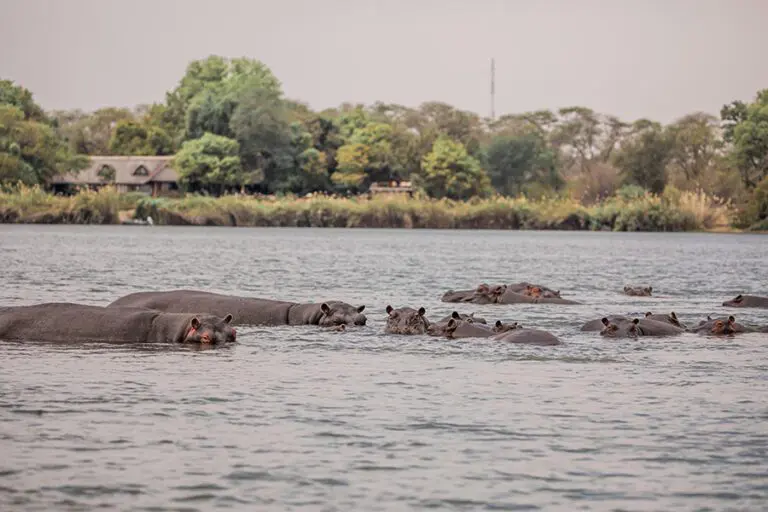 The river is abuzz with life including pods of hippo 
