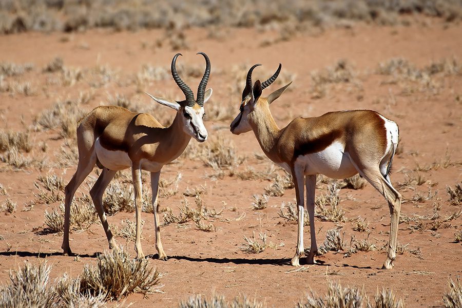 Two springbok in Namibia.