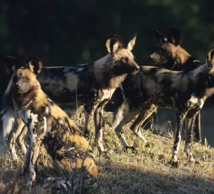 Vea los perros salvajes del Delta.