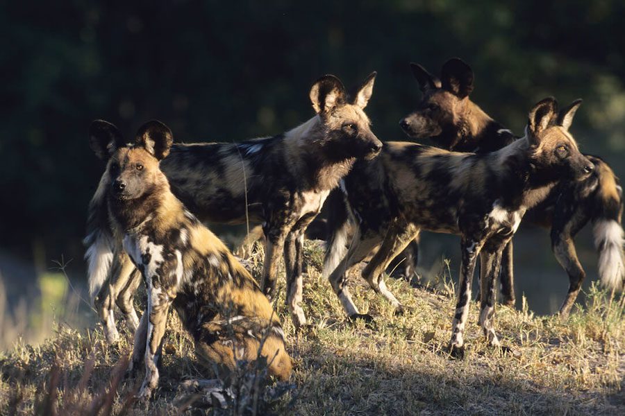 See the wild dogs of the Delta.