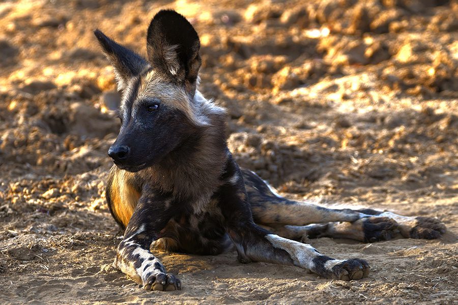 African wild dog in Namibia.