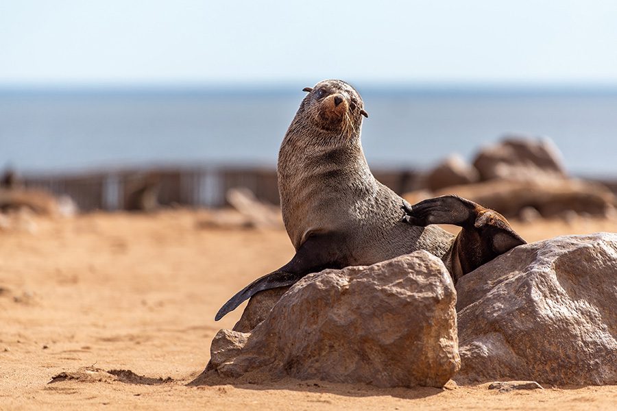 Cape fur seal on a rock on the coast of Namibia.