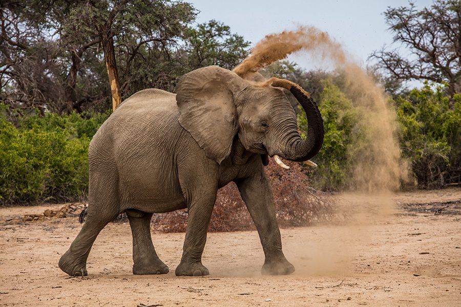 Elephant taking a dust bath in Namibia.